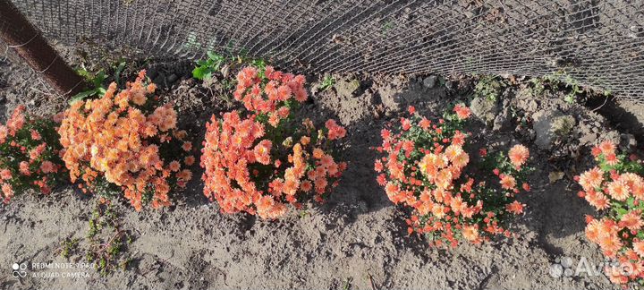 Хризантемы мультифлора