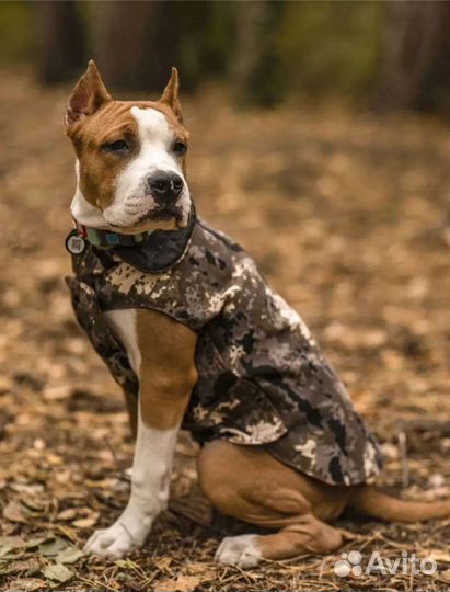 Попона для собак