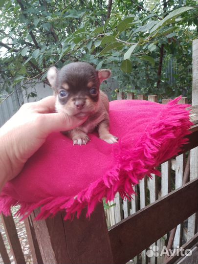 Мальчик чихуа хуа мини