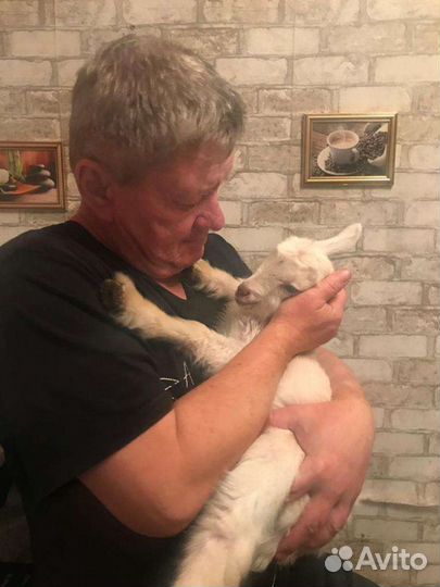Помощник по хозяйству
