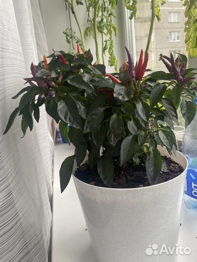 Перец декоративный жгучий