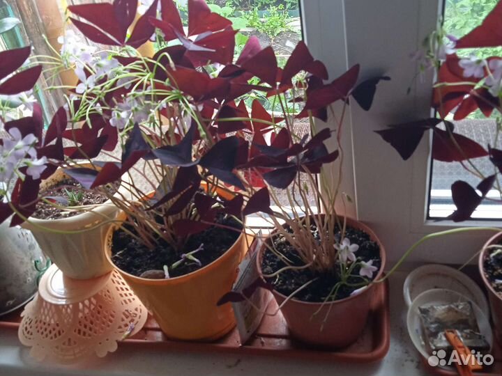 Оксалис (кислица)