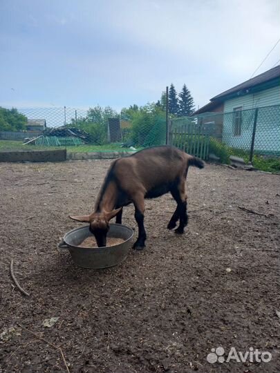 Козы и козлята