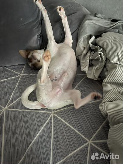 Американский той фокс терьер для вязки