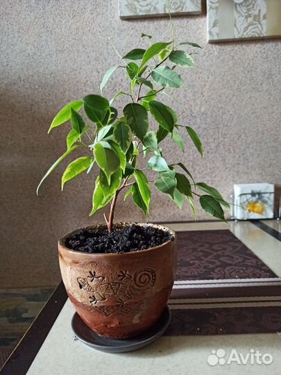Фикус бенджамина
