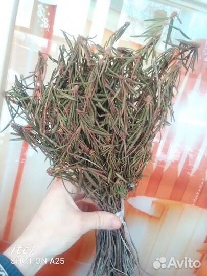 Веники для бани