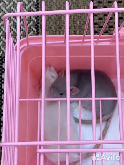 Крыски с клеткой