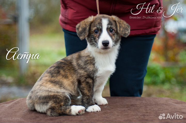 Щенки Вельш-Корги Кардиган, любовь навсегда