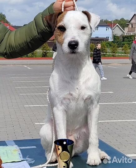 Парсон Рассел терьер Вязка