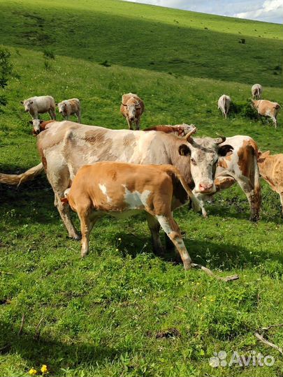 Продажа крс