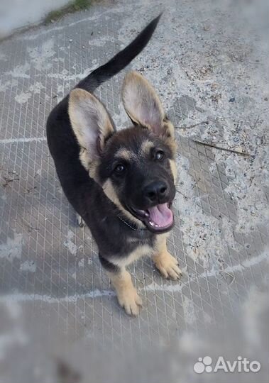 Овчарёныш в добрые руки