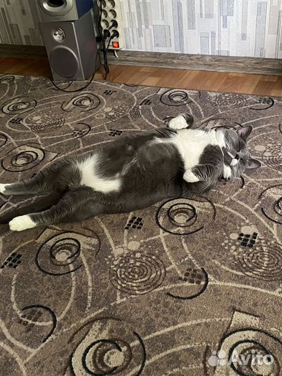 Кот, помесь с британцом