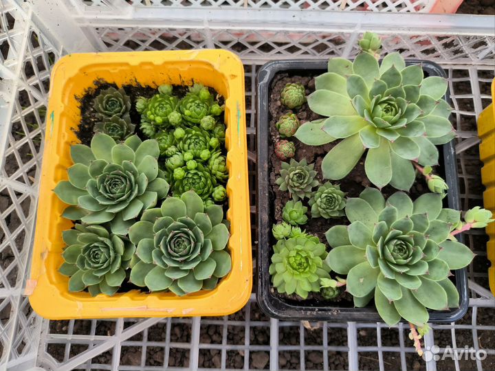 Молодило, семпервивум