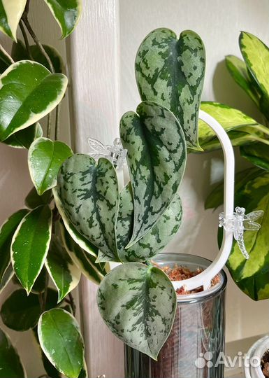 Сциндапсусы