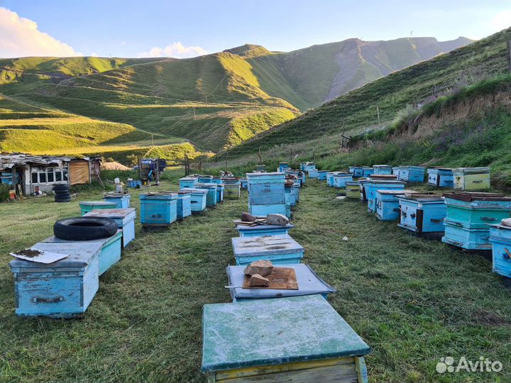 Улей. Пчелы. Пасека