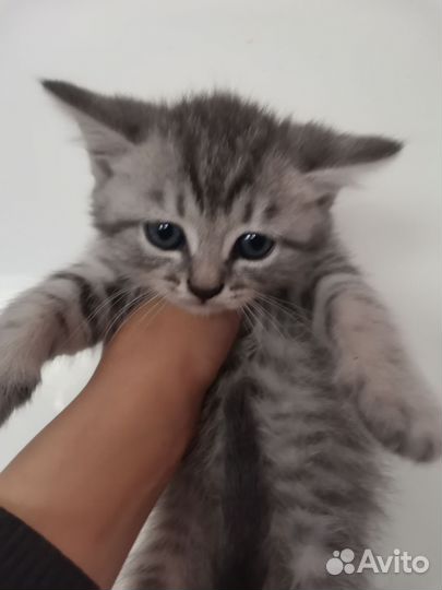 Котята 2 месяца