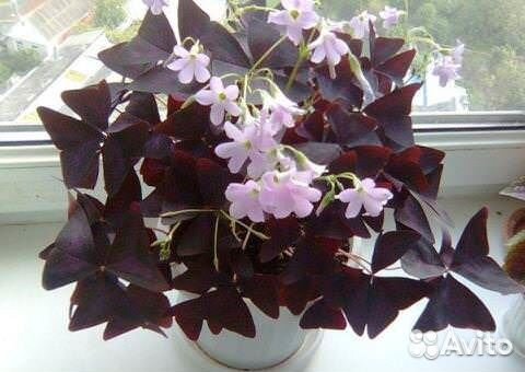 Цветы для дома и офиса (обмен)