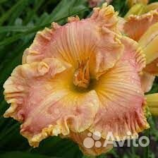 Сортовые лилейники