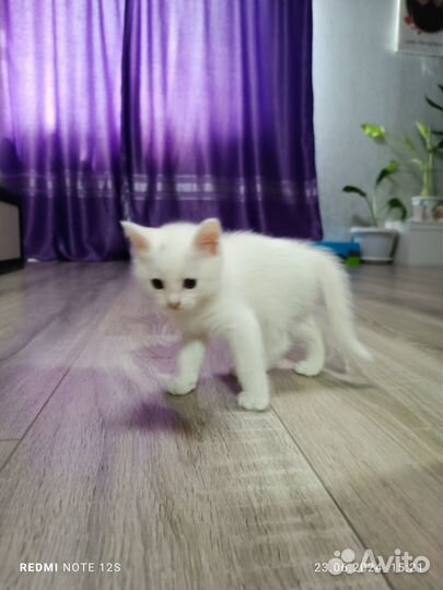 Белый котенок