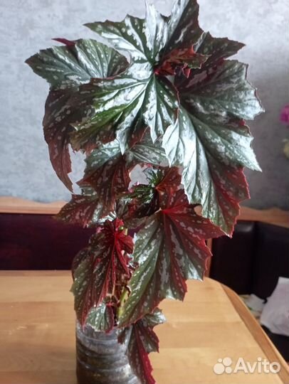 Цветы комнатные