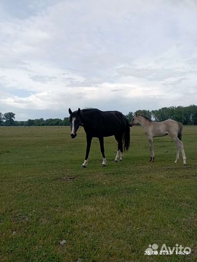 Кобыла с жерибёнком