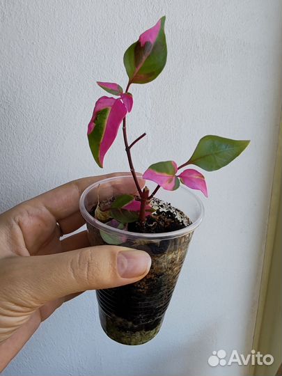 Комнатные растения цветы