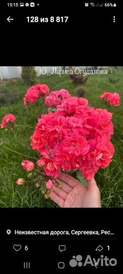 Сортовые пеларгонии