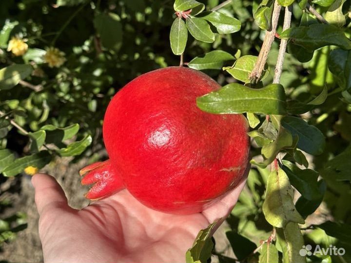 Питомник южных растений у Галины