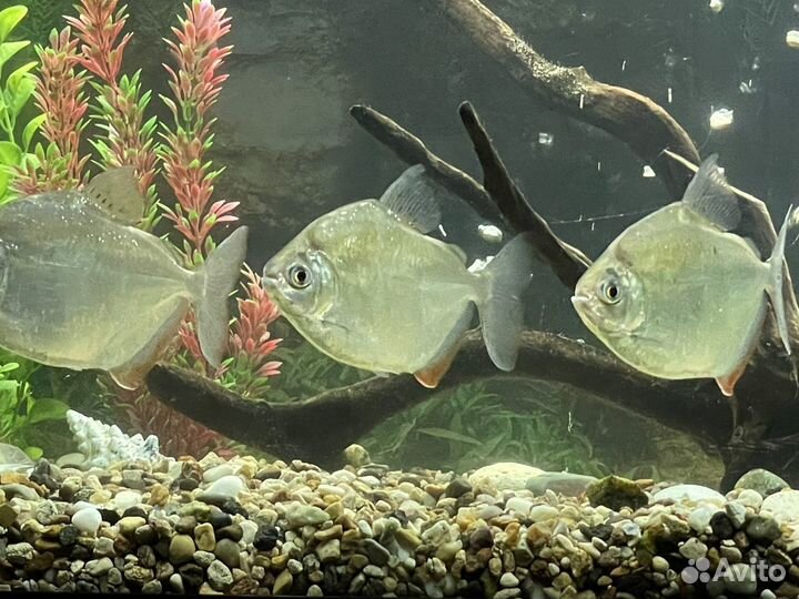 Обслуживание аквариумов