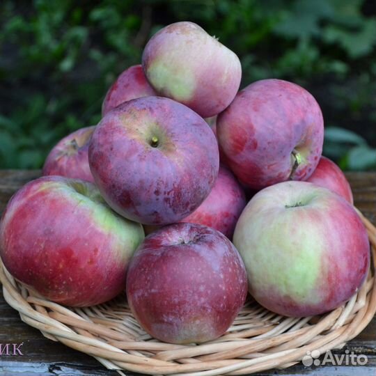 Саженцы плодово-ягодных культур