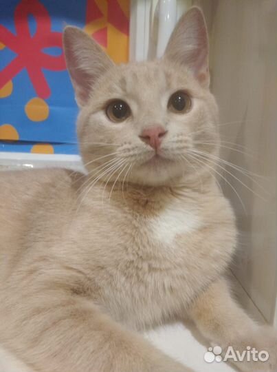 Котик в добрые руки