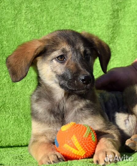 Щенок Победа