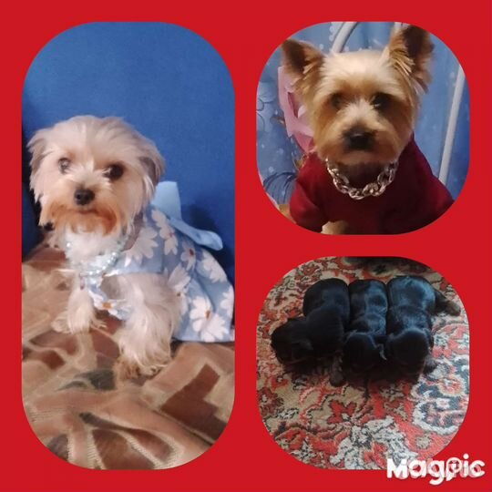 Щенки йоркширского терьера