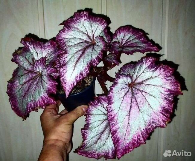 Бегонии сортовые