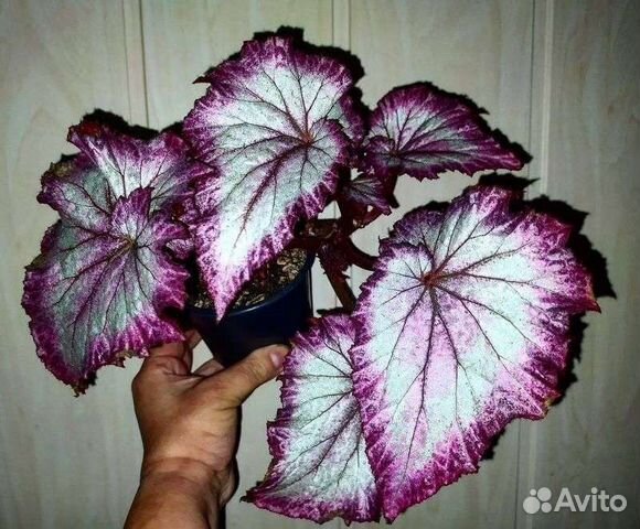 Бегонии сортовые