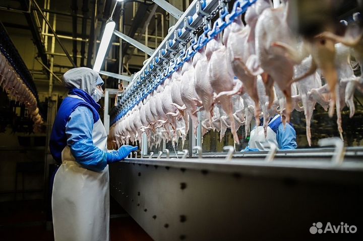 Вахта в Йошка -Оле/Разнорабочие на птицефабрику