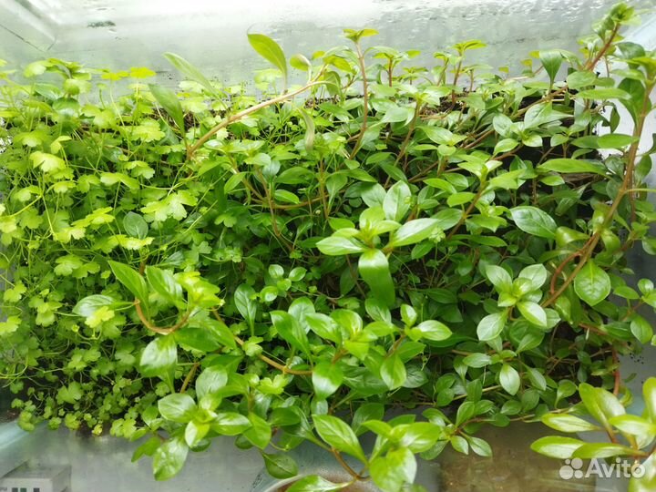 Аквариумные растения