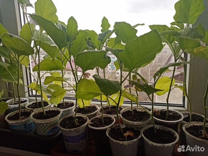 Рассада помидоров, перец, баклажанов