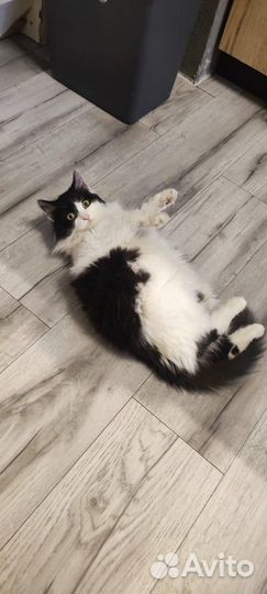 Отдам кота в добрые руки