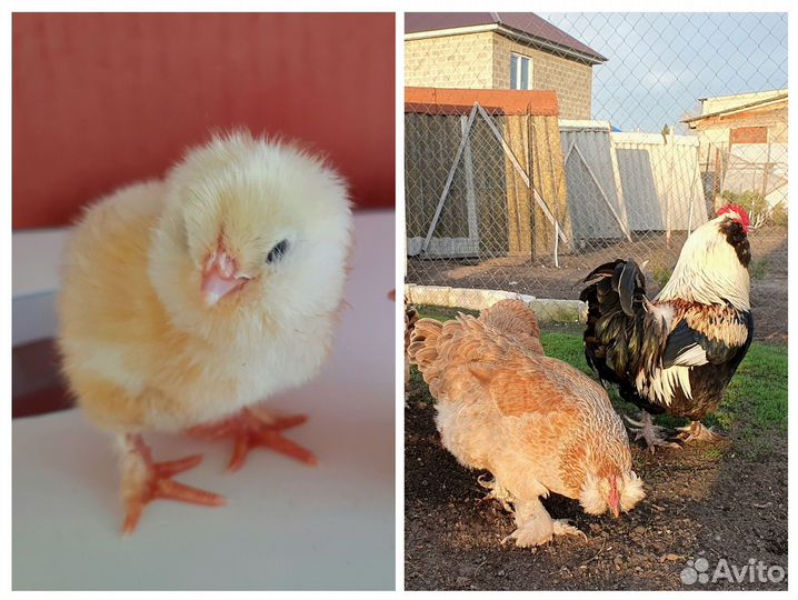 Цыплята.Петухи.Инкуб.яйцо