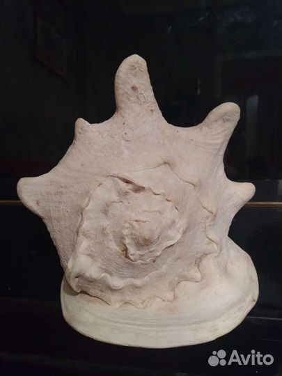 Морские кораллы и раковины