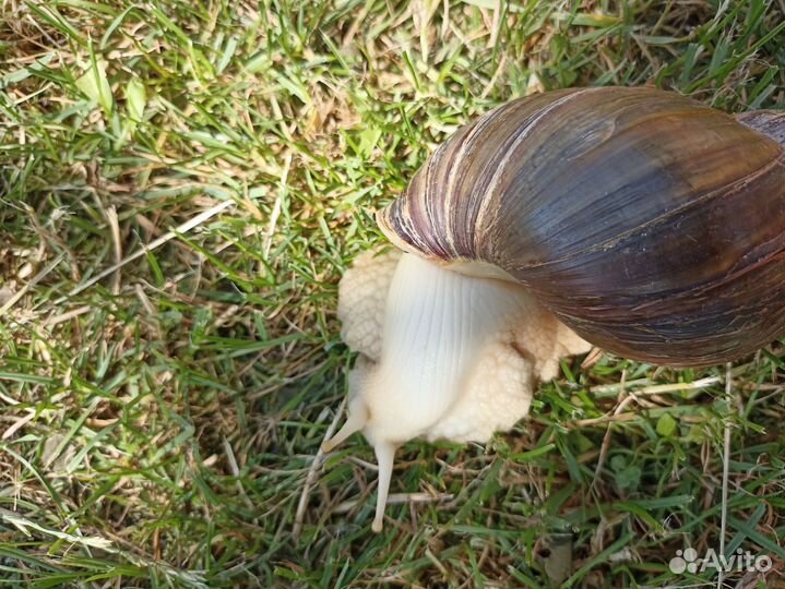 Улитка ахатина