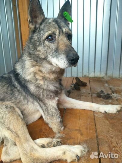 Собака в добрые руки