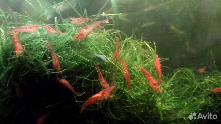 Креветки вишня,анцитрусы,аквариумы 65-50л,корма