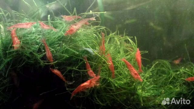 Креветки вишня,анцитрусы,аквариумы 65-50л,корма