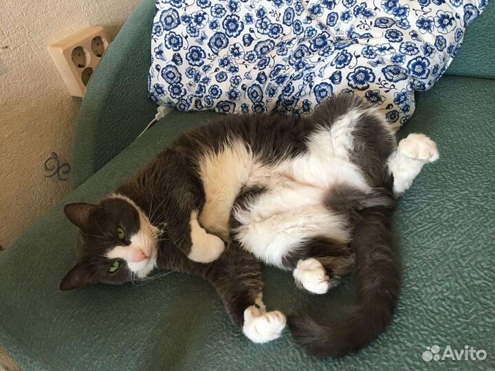 Кот Кайон с белой манишкой