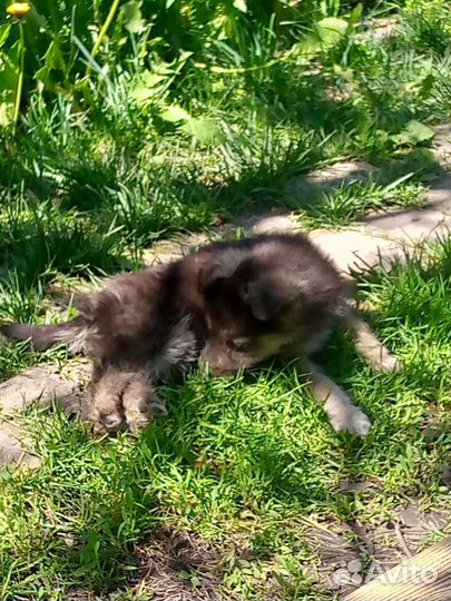 Щенят отдам в добрые руки