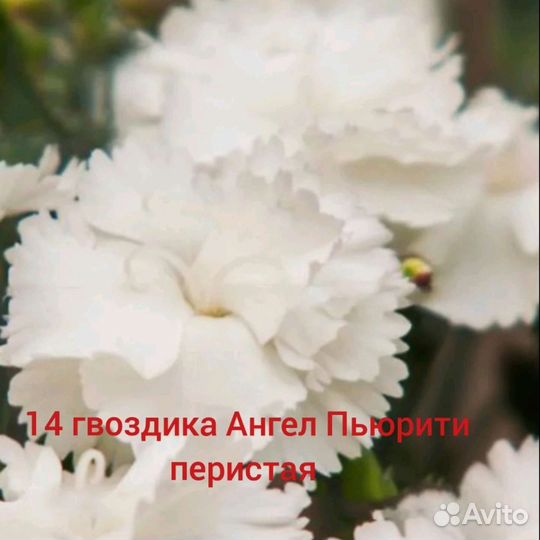 Гвоздика вегетативная