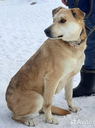 Собака в добрые руки