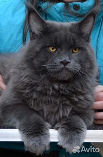 Кот на вязку мейн-кун